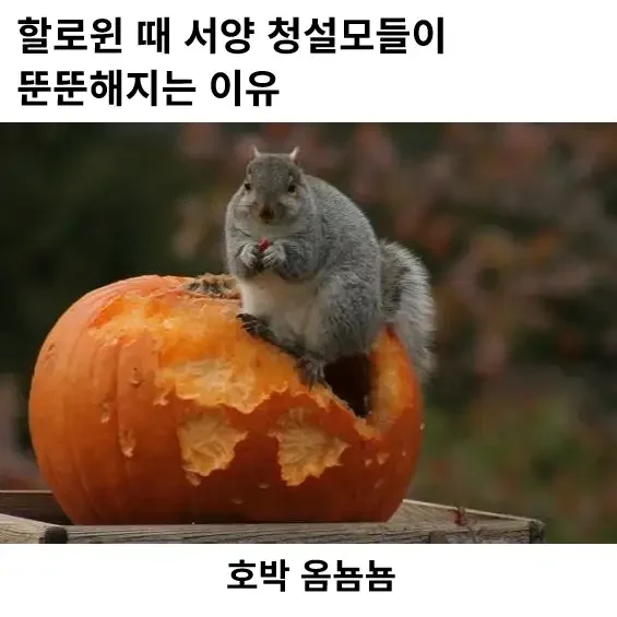 17925012807263.webp