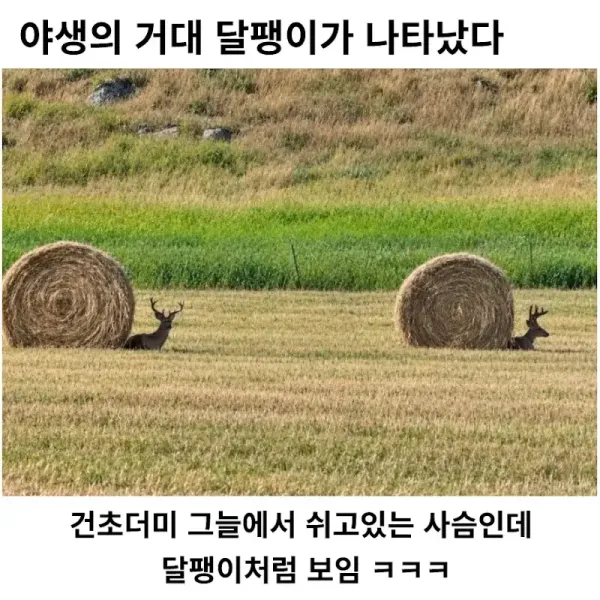 17925012797423.webp